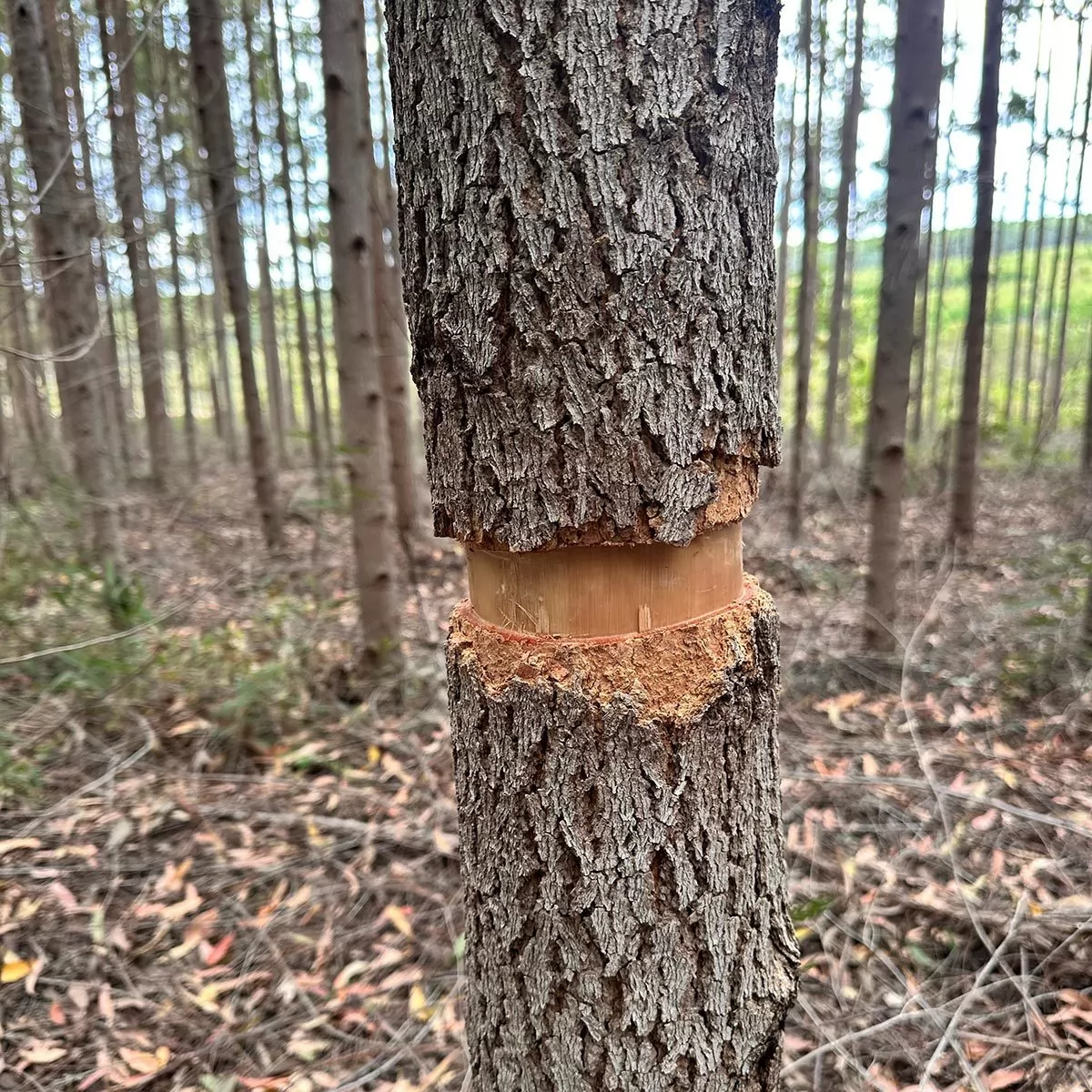 O que é o Eucalipto Cloeziana? | Blog União Madeiras