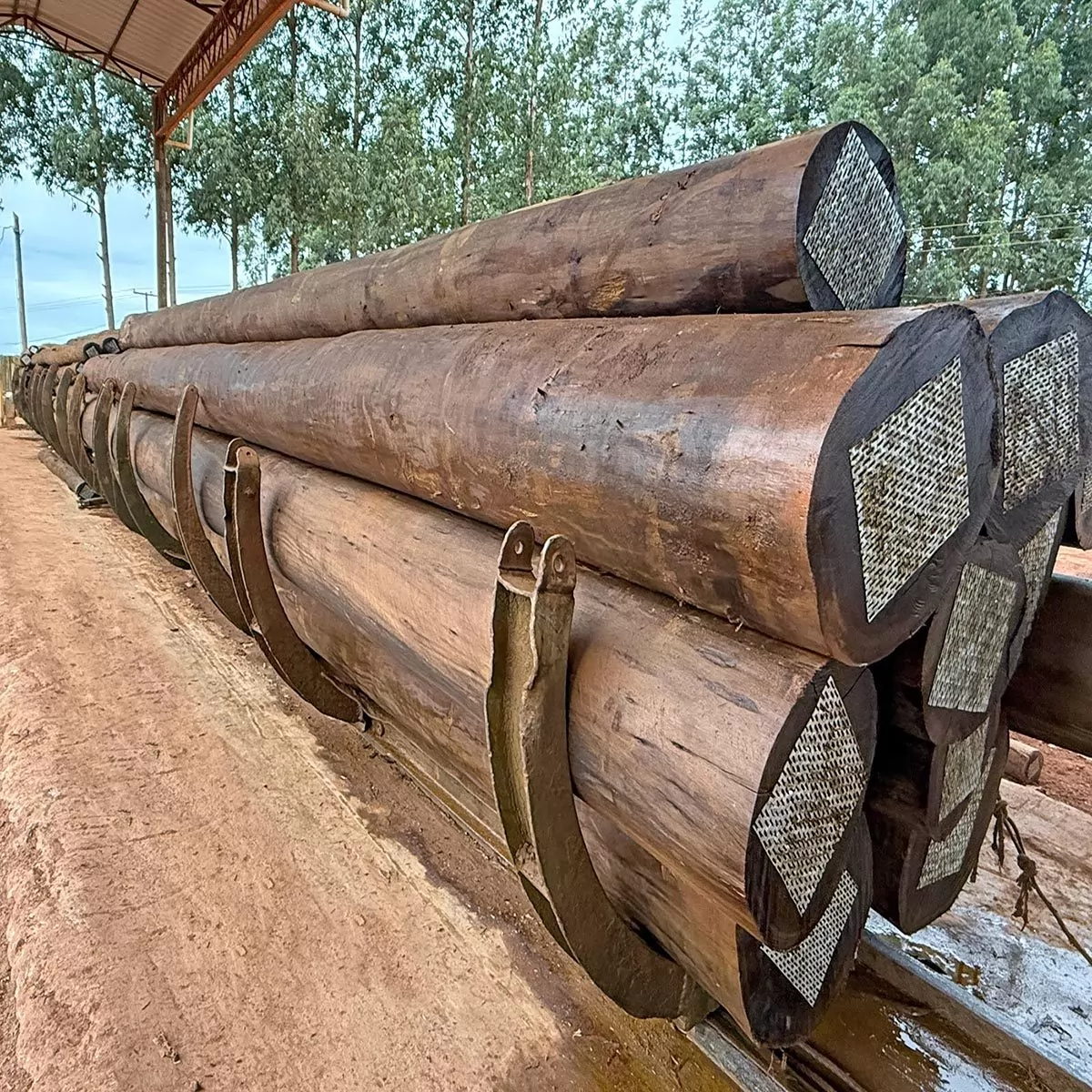 O que é Eucalipto Tratado em Autoclave? | Blog União Madeiras