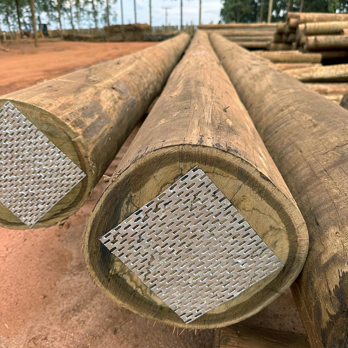 Eucalipto Tratado UNILIPTO